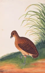 Langschnabel-Rebhuhn, aus Zeichnungen von Vögeln aus Malakka, ca. 1805-18